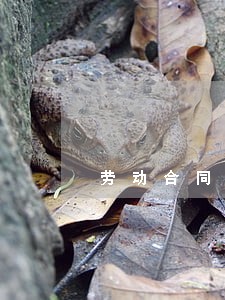 劳动合同法 工作服 劳动合同法 工作服